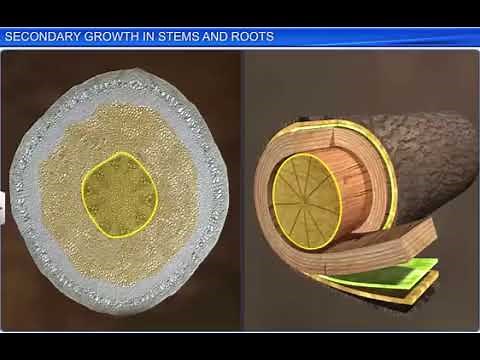 Anatomy of flowering plants ( secondary growth video) by Study with Biology