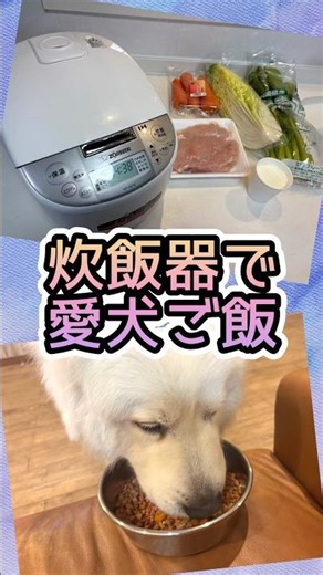 炊飯器で愛犬のご飯作ったら爆食してくれた！ #グレートピレニーズ #大型犬 #炊飯器レシピ