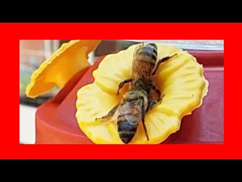 Do Bees and Hummingbirds Get Along?