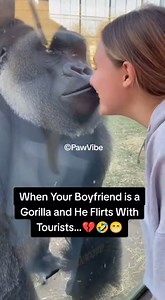 He just wanted to give a cute little “kiss” through the glass… to a human girl. This male gorilla calmly walks up to a 25-year-old visitor, stares into her eyes and gently presses his lips on the glass like a romantic movie scene. Everyone is going “awww” and filming on their phones… BUT THEN his gorilla “girlfriend” sees EVERYTHING. She SPRINTS into frame, the male gorilla panics and runs away like he knows he’s in big trouble, and the jealous female comes straight to the glass, arms waving, ch