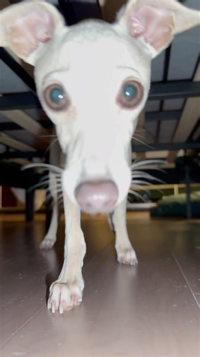 GHOST or baby deer caught in the headlights?!👻👀 #scary #funny #ghost #italiangreyhound #puppy #fawn #iggy #trending #puppiesofinstagram # | Rue Pinkerton