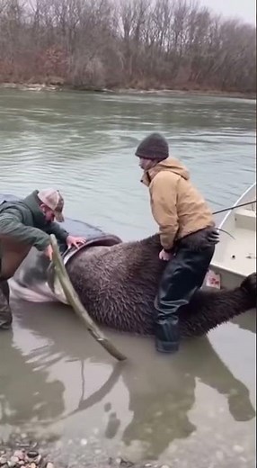 Nightmare Extraction Bear Half Swallowed by Giant Catfish Turns on Rescuers After Rescue😱🤯#aivideo