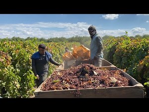 It's incredible how difficult and dangerous this job can be | Raisin picking in the USA 🇺🇸😲🍇