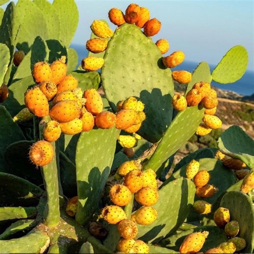 Prickly Pear Cactus Fruit Tree (4 Pads) Opuntia Ficus-indica Burbank Spineless Edible Nopal Tuna - Etsy