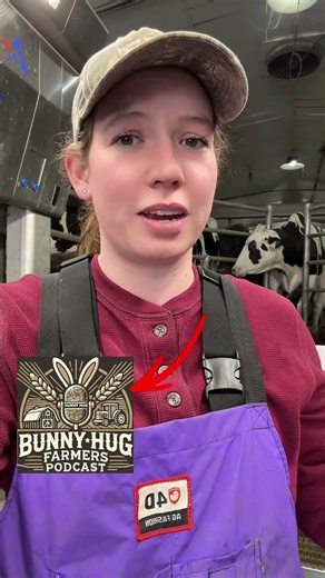 Tune in tomorrow to the Bunny Hug Farmers Podcast! 6am! #dairyfarming #podcast