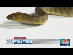 An exotic python from down under