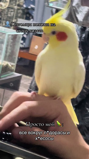 Cockatoos: Pets That Mirror Their Owners