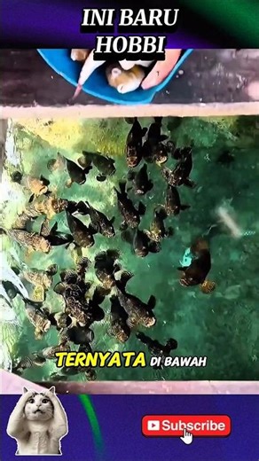 Cara ternak ikan kerapu #ikan #tutorial #kerapu #shorts