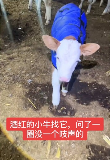 酒红的小牛的探险之旅