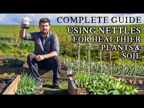 Amazing Way to Use NETTLES to Improve Seedling Success