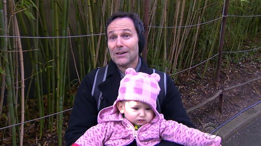 Baby panda makes first public appearance