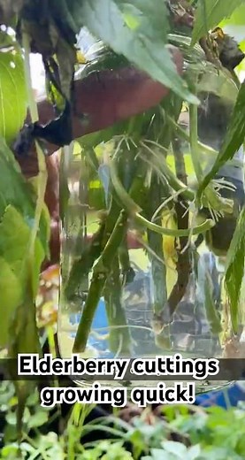 Turn One Plant Into MANY 🌿 Elderberry Propagation