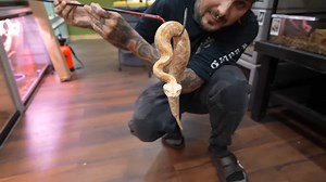 Albino gaboon vipers get their new home!