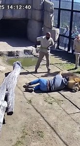 A tense and frightening incident was captured on video showing a man inside a zoo enclosure being attacked by a large male lion. The lion is seen pinning the man to the ground and aggressively biting his arm and head. In a race against time, quick-thinking zookeepers and staff rush to the fence line with ropes and poles to distract the animal and pull it away from its victim. The dramatic footage shows the coordinated effort to intervene and save the man's life from the formidable predator. gene