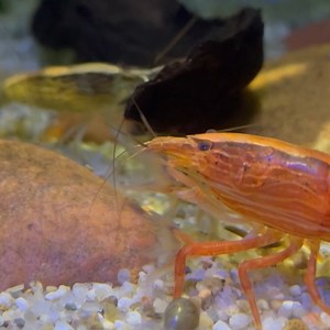 Lunchtime is all the time for our bamboo shrimp — here's your invite to a mini-meal! These shrimp use their feathery appendages to pull small bits of algae from the water and directly into their mouths (bonus: that also keeps their homes tidy). | California Academy of Sciences