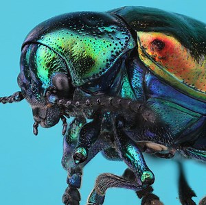 Behind the Scenes of UT Austin's Vast Insect Collection