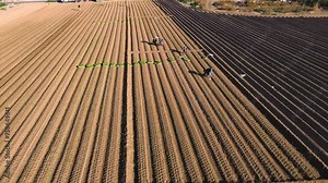 Planting lettuce vegetable in agricultural field. Farmworker or farmer produce lettuce and plant the organic product