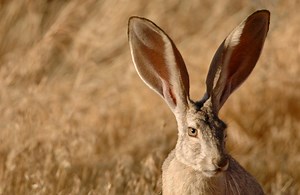 How Blood Flow Keeps Jackrabbits Cool — Biological Strategy — AskNature