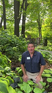 2.8K views · 41 reactions | We often hear "what a cool way to use hostas" or "I'm going to do this in my garden" when near guests in the King Shade Garden. The imaginative hosta designs are a popular inspiration with our guests! Use any of these three tips from Mark (Director of Horticulture) to add a low-maintenance twist to your landscape! ⁠ #lowmaintenancegardening #gardeningforbeginners #landscapingforbeginners #hostas #hostatips #shadegarden | Green Bay Botanical Garden | Facebook