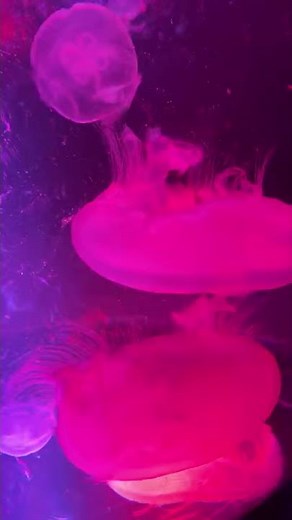 Moon Jellyfish Tank