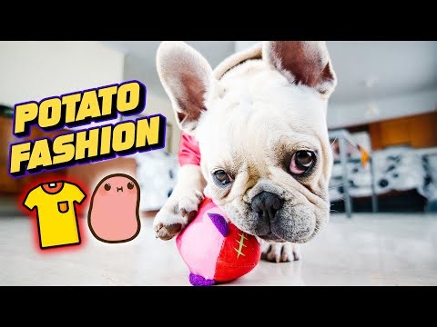 French Bulldog Fashion Show 👚🐶l Adorable Outfits The Whole Family Will Love!
