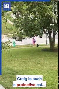 This cat takes his job as bus patrol very seriously! 😸🚍😂 Via Shutterstock | Daily Mail Video