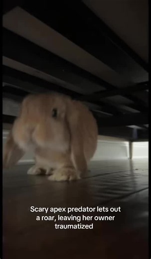 Go fund me link in bio, anything helps🙏🏼 #fyp #viral #funny #bunny #hollandlop