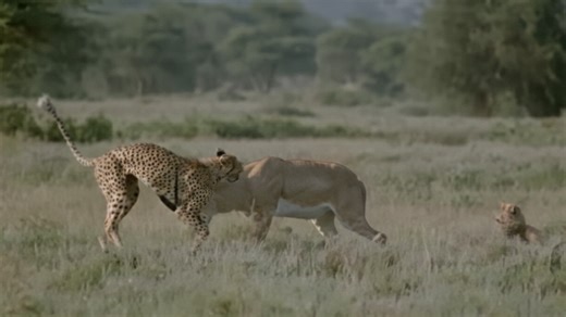 Watch what happens when a predator gets too close to a pronghorn