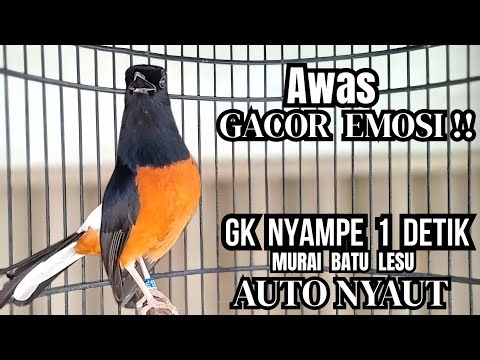 murai batu GACOR FIGHTER ampuh buat PANCINGAN murai lain biar bunyi JADIKAN burung murai gacor NYAUT