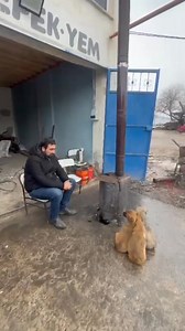 ÜŞÜMESİNLER DİYE SOBA KURDU Zile'nin Boztepe (Yeni müslüman) köyünde bir vatandaş sokakta ki köpekler donmasın diye sokağa soba kurdu. Kaynakçılık yapan Orhan Arslan havaların soğuması ile özellikle yavru köpeklerin donmaması için dükkanının önüne soba kurdu. Sobanın sıcağına yavrular dükkanın önünden ayrılmıyor. Özellikle geceleri atık yağ sobasının sabaha kadar yaktığını ifade eden Orhan Usta "Bunların ki de can, bu sabilere merhamet etmek lazım. Bazı geceler 15-20 köpek sobanın etrafında halk