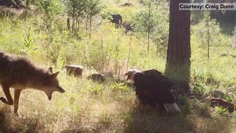 Trail cam catches wild interaction between bald eagle and coyote