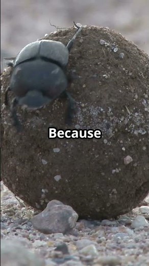 The Incredible Journey of Dung Beetles