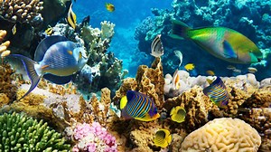 360° Views: Underwater Life In Marsa Alam, Egypt