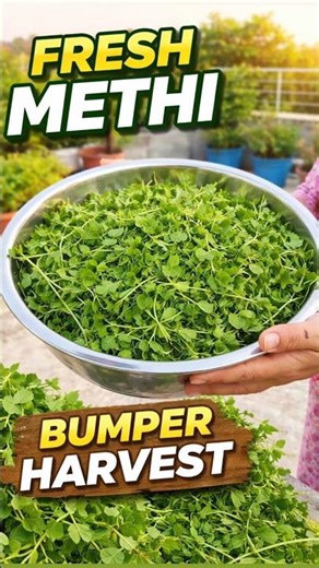 घर की मेथी देखो | Full Cut Harvest