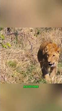 Leopard mother loses her cub - A tragic wilderness story#shorts