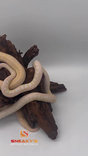 Check out the difference in these two albino spotted pythons at the Sneakys Reptiles HQ #albino #python #sneaky #reptiles #australia #thereptilecollection #wildlife #animals #pets #keeper #breeder #enthusiast #smallbusiness