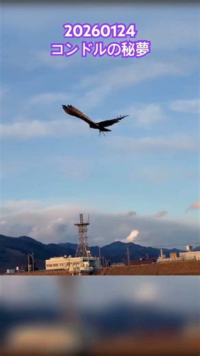 20260124ヒメコンドルの秘夢(ひめ) #ヒメコンドル #コンドル