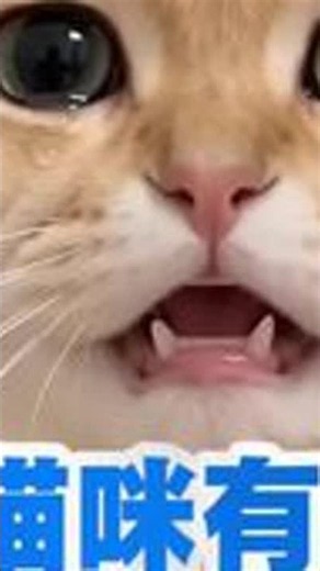 What Your Cat Is Trying to Tell You: Cat Deworming, Tapeworms, and Pet Care Tips #Cat #PetCare