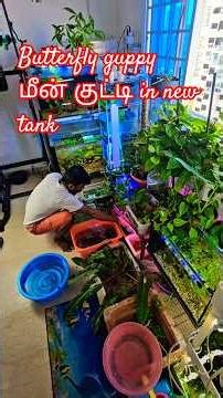 Guppy குட்டி in new தொட்டி #aquariumlife #guppy #newtank #guppybreeding #tamilpets #vlogs