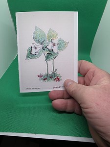 Note Cards "white Trillium" Ten Pack of Hand Drawn and Illustrated Note Cards - Etsy Canada