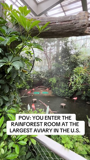Explore the Rainforest Room at the National Aviary