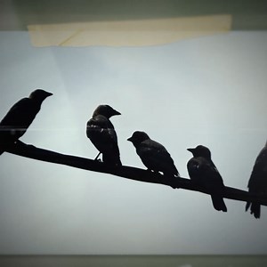 Do crows have funerals or are they on fact-finding missions?🐦‍⬛🔎 #NaturesStrangestMysteriesSolved | Discovery Channel UK