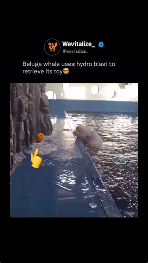 WEVITALIZE on Instagram: "An adorable and incredibly intelligent beluga whale showed off its problem-solving skills when its toy got stuck on land just out of reach. Thinking quickly, the clever whale used a brilliant technique — shooting small, precise bursts of water from its blowhole to push the toy closer. With each calculated puff, the toy inched nearer until the beluga was able to scoop it back into the water. This heartwarming moment is a perfect example of just how smart, resourceful, an