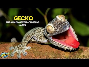 Gecko Explained | The Amazing Wall Climbing Lizard