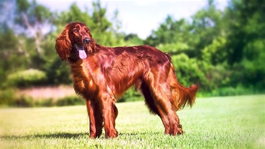 These Are Top 10 Manly Dog Breeds