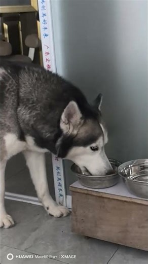 Unleashing the Husky's Potential: The Ultimate Guide