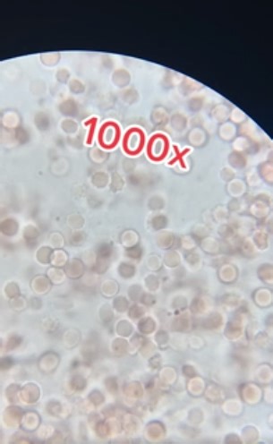 Microscopic Wonders: Unlocking the Hidden World Around Us