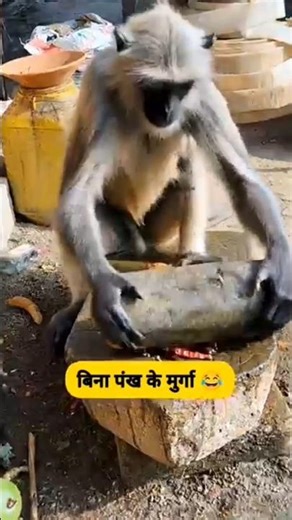 बिना पंख का मुर्गा #comedy #funny #thetharpuns #shilpisaroja