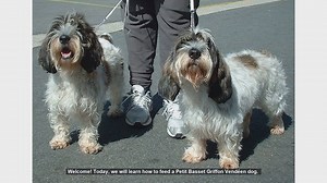 How to Properly Feed Your Petit Basset Griffon Vendéen