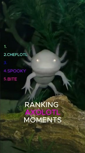 TOP 5 Axolotl Moments You Have To See!